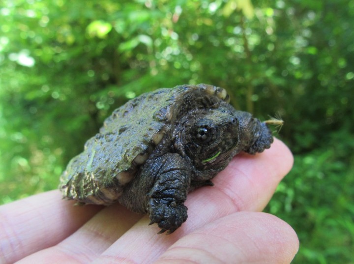 Common Snapping Turtle